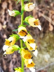Digitalis laevigata