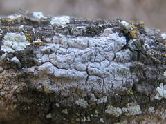 Pachnolepia pruinata