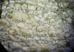 Pachnolepia pruinata