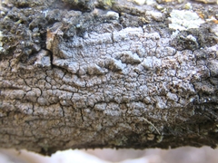 Pachnolepia pruinata