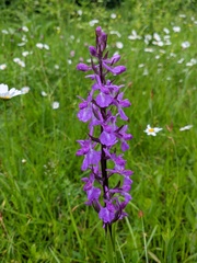Anacamptis palustris elegans