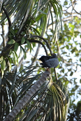 Helicolestes hamatus