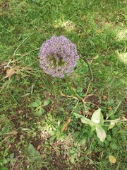 Allium giganteum