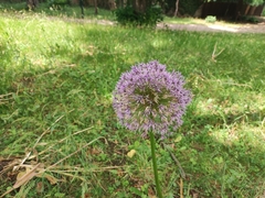 Allium giganteum