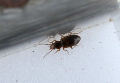 Dicheirotrichus