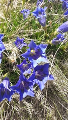 Gentiana acaulis
