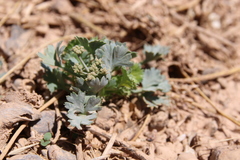 Ducrosia flabellifolia