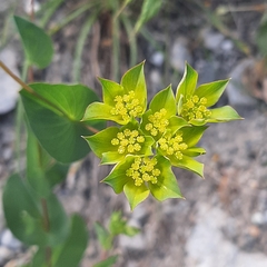 Bupleurum rotundifolium
