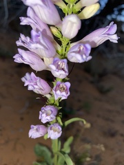 Penstemon laevis