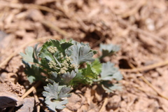 Ducrosia flabellifolia