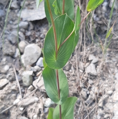 Bupleurum rotundifolium