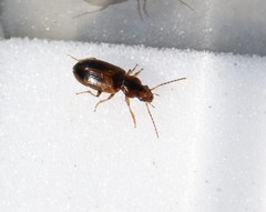 Dicheirotrichus