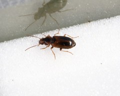 Dicheirotrichus