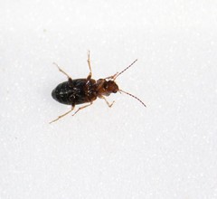Dicheirotrichus