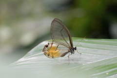 Haetera piera