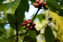 Coffea mauritiana