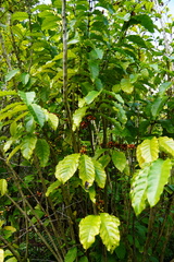 Coffea mauritiana