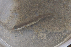 Gasterosteus wheatlandi