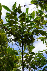 Coffea mauritiana