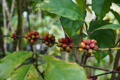 Coffea mauritiana