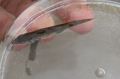 Gasterosteus wheatlandi