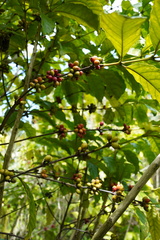 Coffea mauritiana
