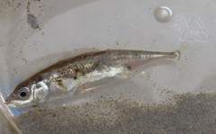 Gasterosteus wheatlandi