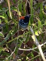 Eumaeus atala