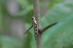 Aeolacris octomaculata