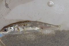 Gasterosteus wheatlandi