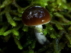 Cortinarius opaculus