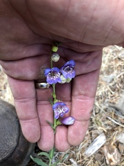Penstemon neomexicanus