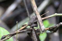 Oreobates quixensis