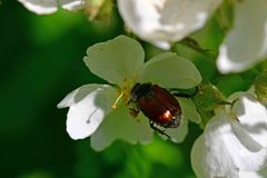 Phyllopertha horticola