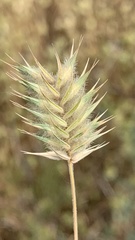 Eremopyrum orientale