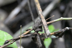 Oreobates quixensis