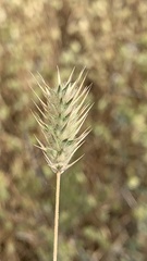 Eremopyrum orientale