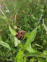 Centaurea