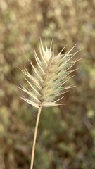 Eremopyrum orientale