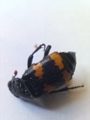 Nicrophorus investigator