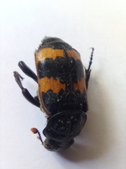 Nicrophorus investigator
