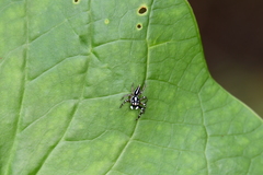Leptofreya ambigua
