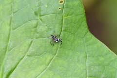 Leptofreya ambigua