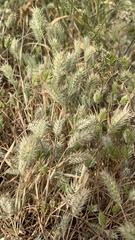 Eremopyrum orientale