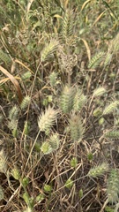 Eremopyrum orientale