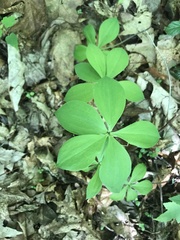 Isotria verticillata