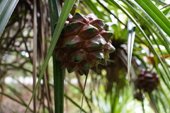 Pandanus sylvestris image