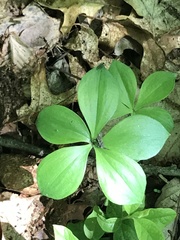 Isotria verticillata