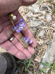 Penstemon neomexicanus