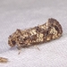 Cresson's Grass Tubeworm Moth - Photo (c) Russell Pfau, some rights reserved (CC BY-NC), uploaded by Russell Pfau
